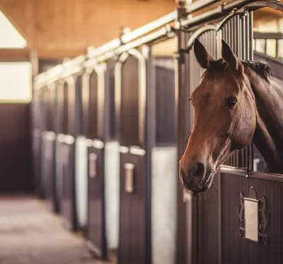 A horse is peering out of a stall in a stable equipped with barn financing options.